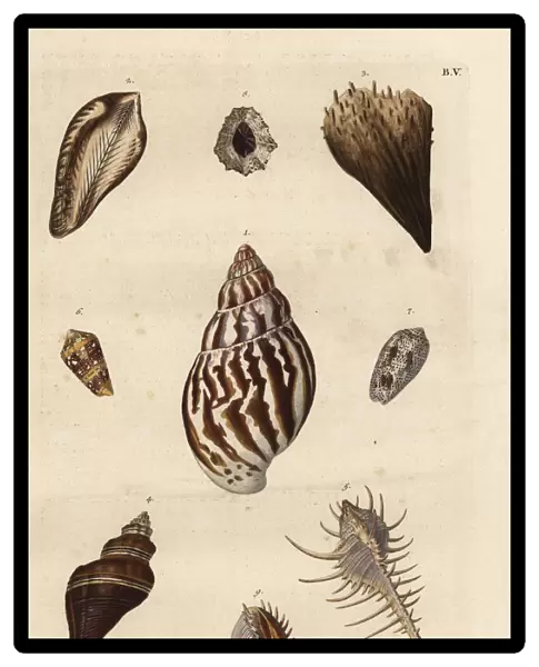 Various shell specimens