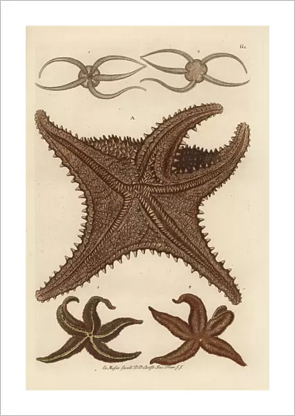 Sea star species