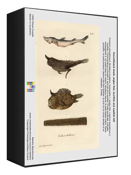 Smoothhand shark, angler fish, burrfish and sawfish bill