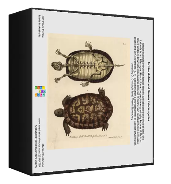 Tortoise skeleton and German tortoise species