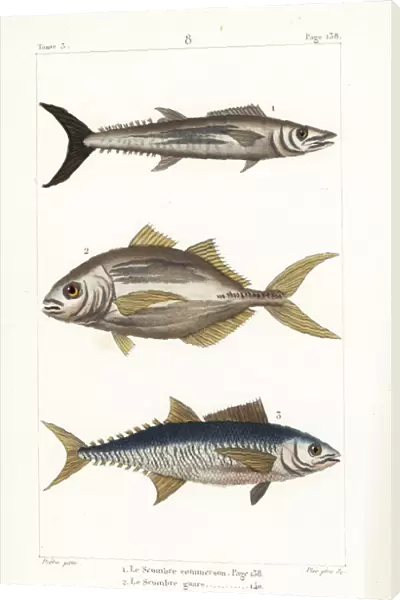 Narrow-barred Spanish mackerel, torpedo scad