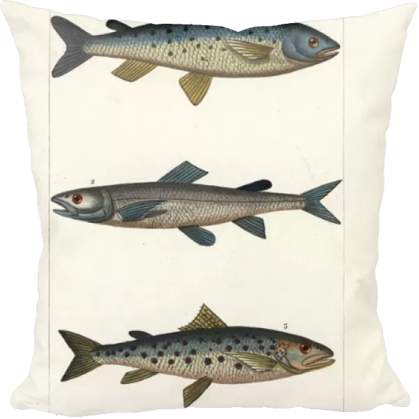 Atlantic salmon, extinct silver salmon and sea trout