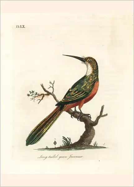 Green-tailed jacamar, Galbula galbula