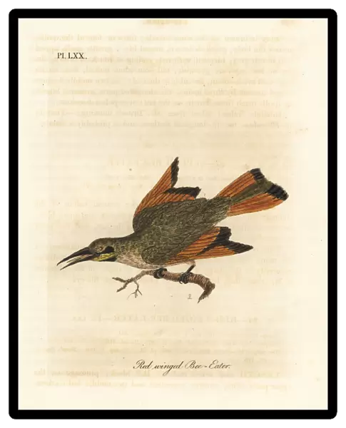 Little bee-eater, Merops pusillus
