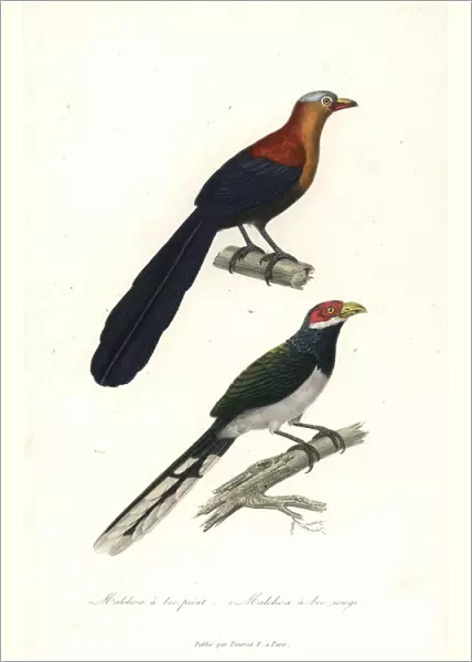 Yellow-billed malkoha and red-faced malkoha