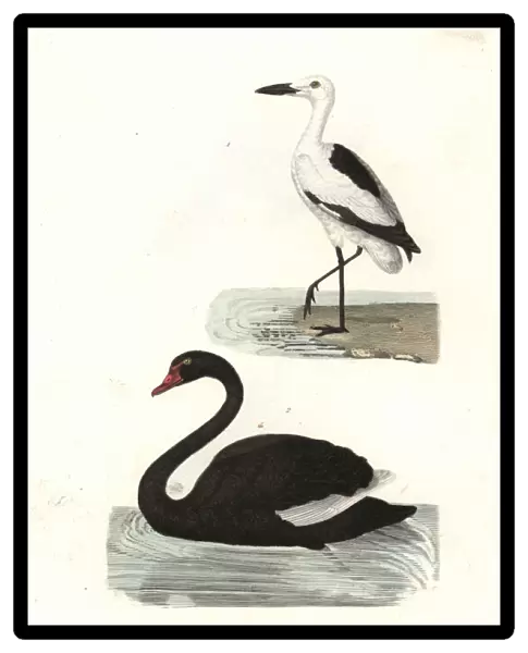 Crab plover, Dromas ardeola, and black swan, Cygnus atratus