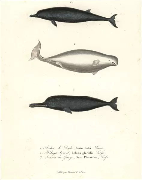 Sowerbys beaked whale, beluga whale