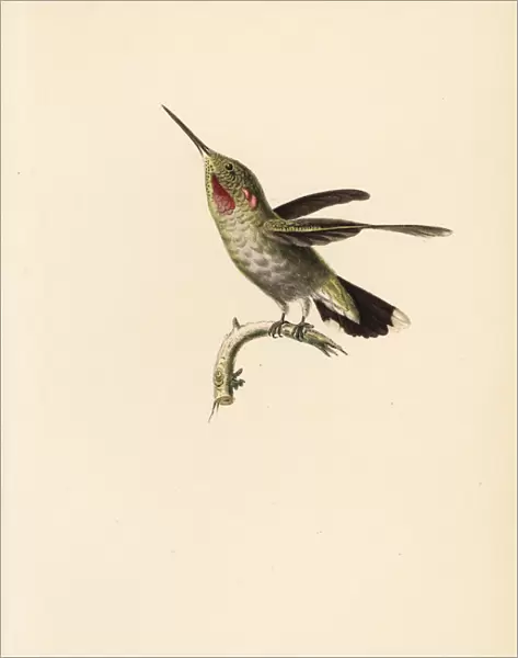 Annas hummingbird, Calypte anna, juvenile