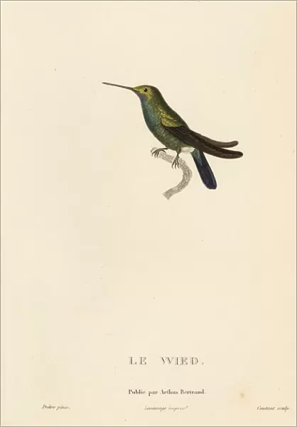 Wieds hummingbird, Ornismya wiedii