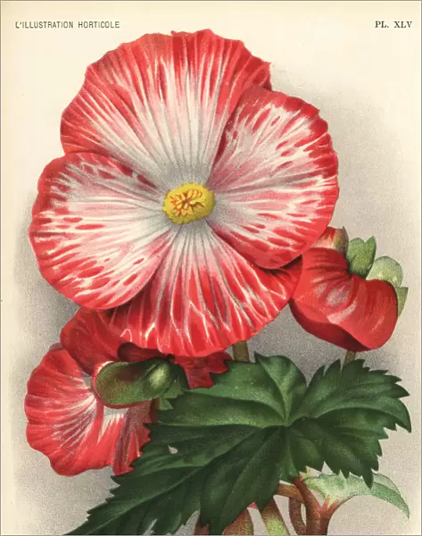Begonia hybrid, Madame Joseph Eliat