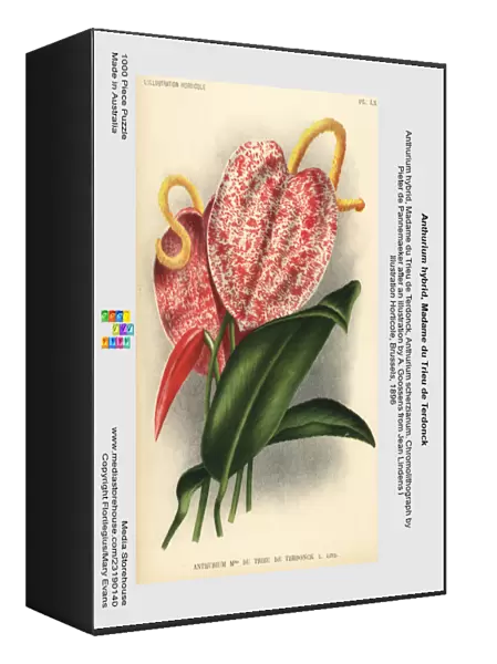 Anthurium hybrid, Madame du Trieu de Terdonck