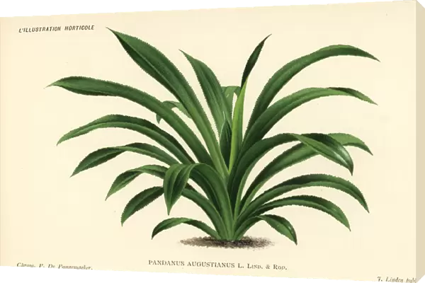 Screw pine, Pandanus augustianus