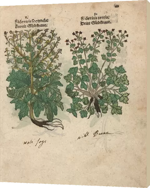 Burnet, Sanguisorba minor, and herb robert
