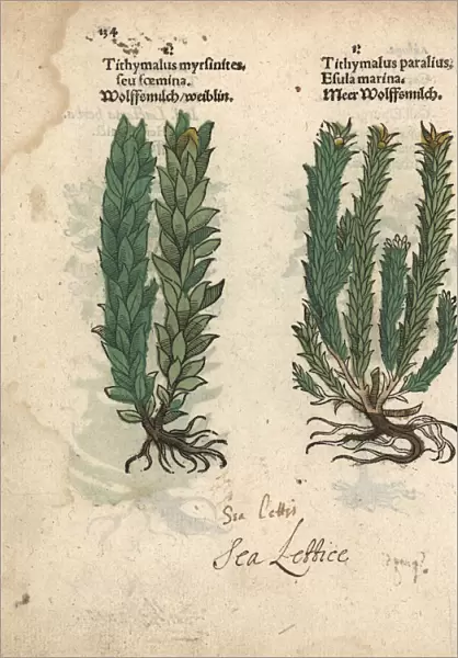 Myrtle spurge, Euphorbia myrsinites, and sea