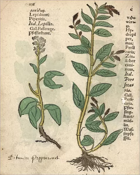 Pepperwort, Lepidium latifolium, and waterpepper