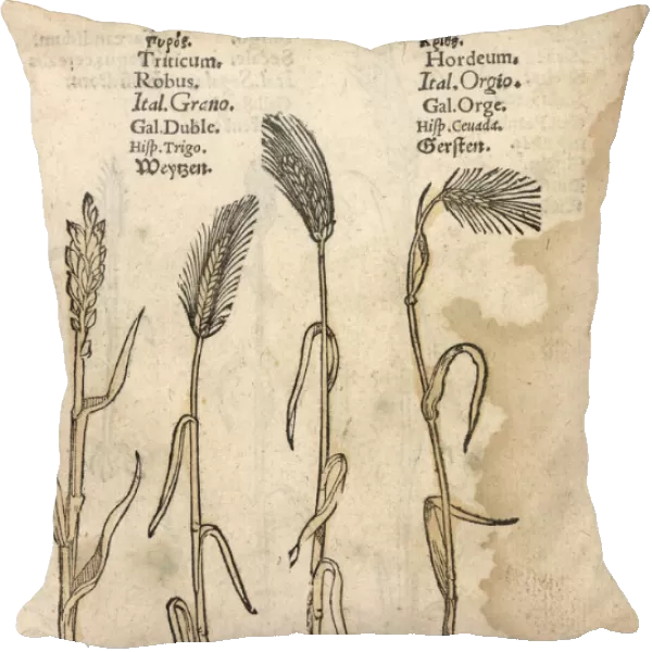 Wheat, Triticum aestivum, and barley, Hordeum vulgare