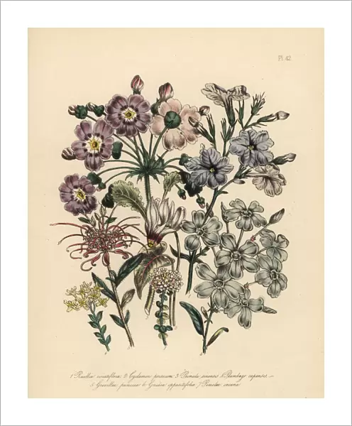 Ruellia, cyclamen, primrose and leadwort species