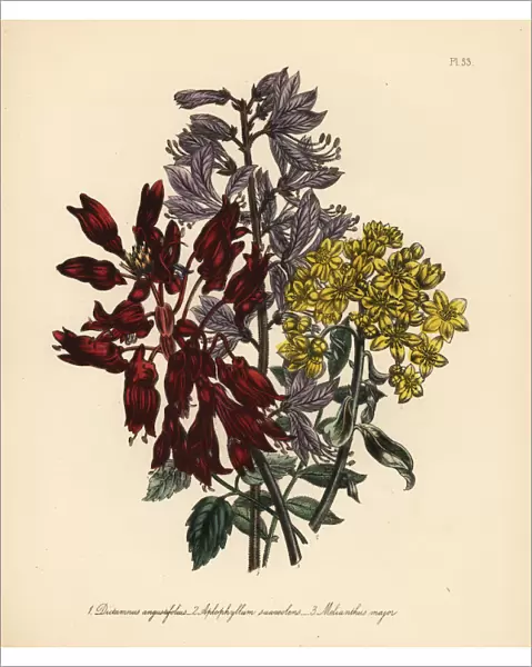 Fraxinella, rue and honey flower species
