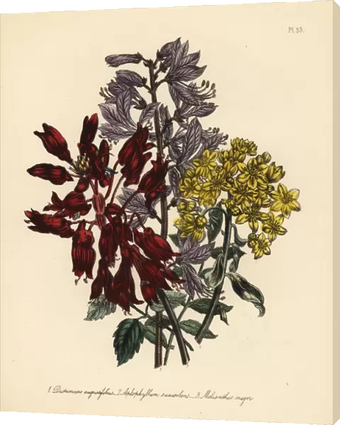 Fraxinella, rue and honey flower species