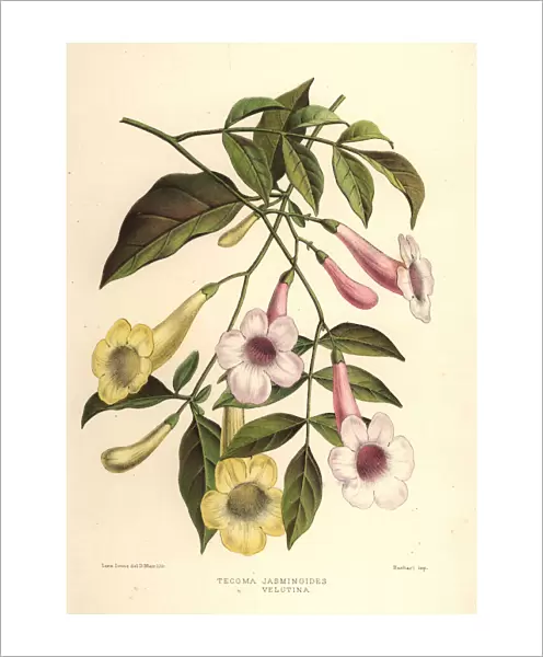Bower of beauty, Pandorea jasminoides