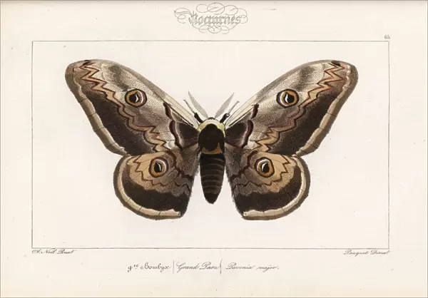 Giant emperor moth, Saturnia pyri