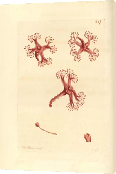 Stalked jellyfish, Lucernaria quadricornis