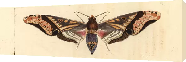 Panopus hawk-moth, Amplypterus panopus