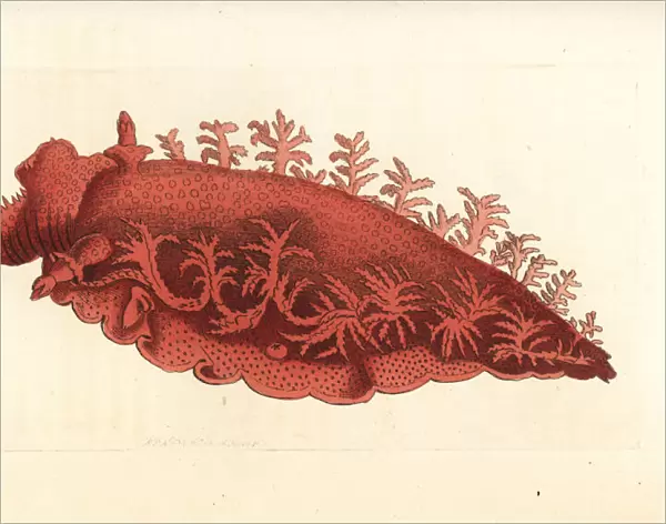 Palmiferous doris sea slug, Doris palmifera