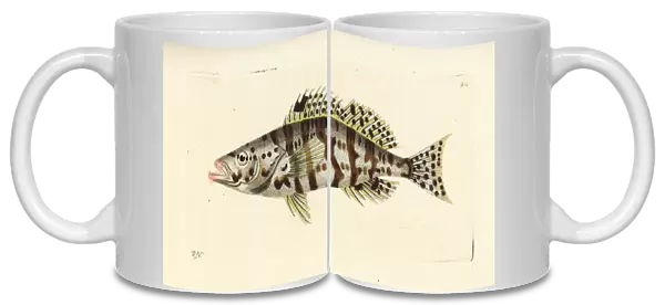 Harlequin bass, Serranus tigrinus