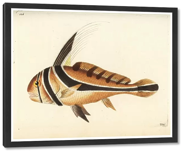 Jack knife-fish, Equetus lanceolatus