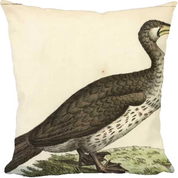 Great cormorant (Eurasian), Phalacrocorax carbo sinensis