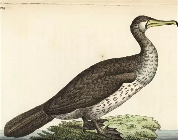 Great cormorant (Eurasian), Phalacrocorax carbo sinensis
