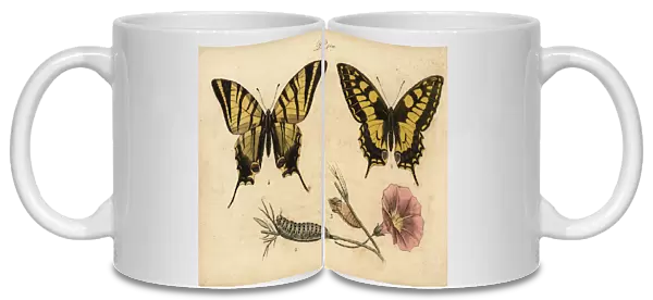 Old World swallowtail and scarce swallowtail