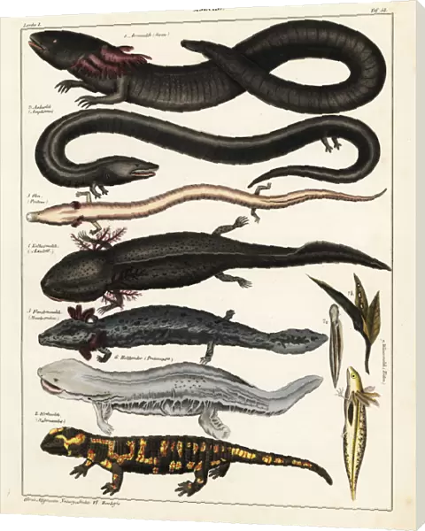 Siren, salamander and axolotl
