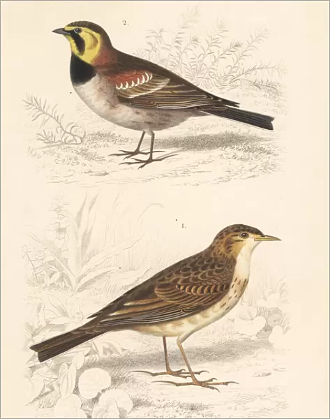 Richards pipit and horned or Przewalskis lark