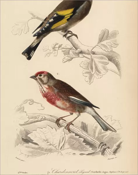 Goldfinch, Carduelis carduelis, and common