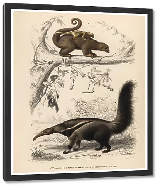 Silky anteater, Cyclopes didactylus, and giant
