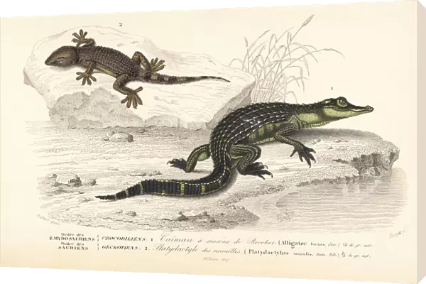 Alligator and wall gecko