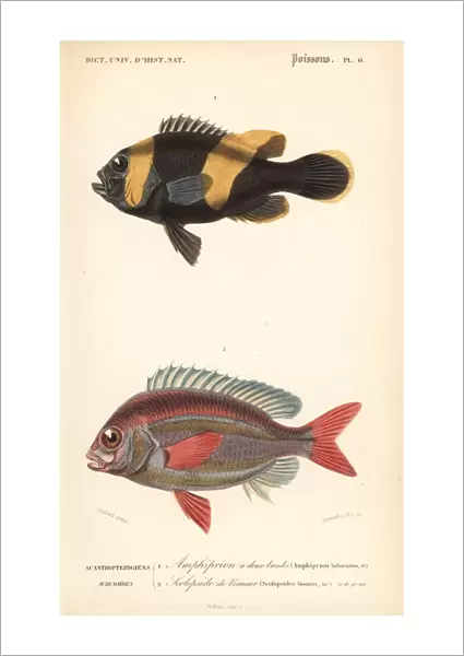 Saddleback clownfish and whitecheek monocle bream