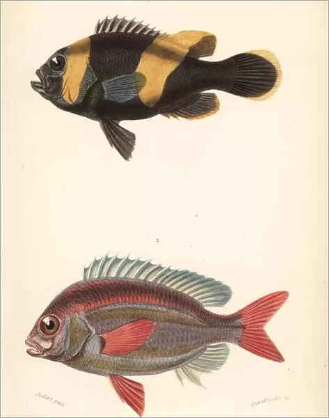 Saddleback clownfish and whitecheek monocle bream