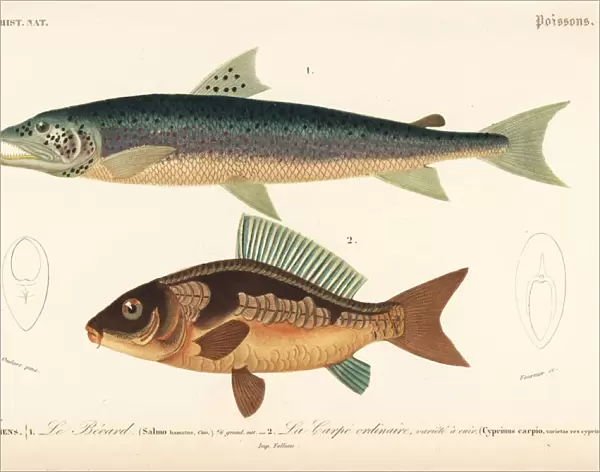 Silver salmon and common carp (vulnerable)