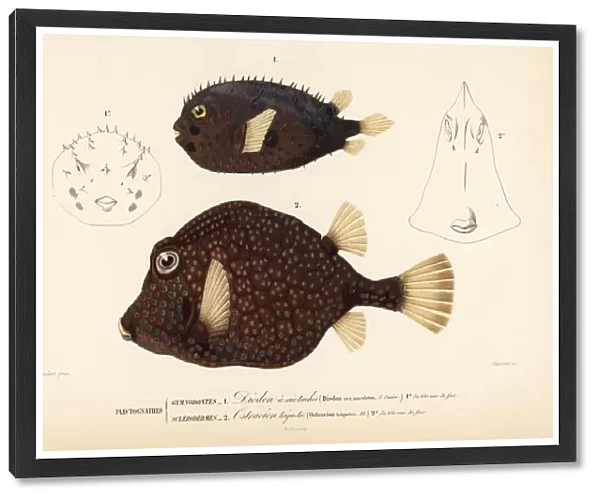 Long-spine porcupinefish and smooth trunkfish