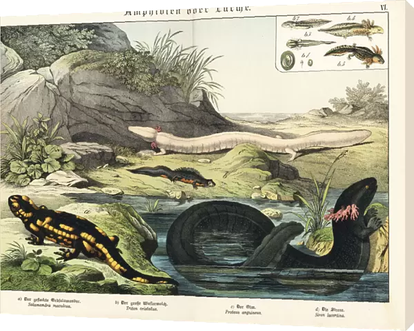 Salamander, newt, olm and siren