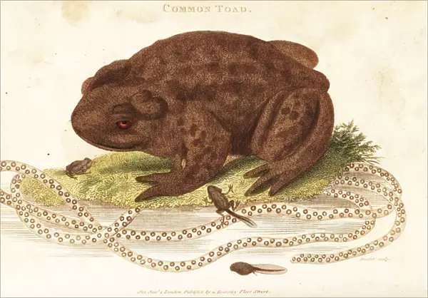 Toad, Bufo bufo