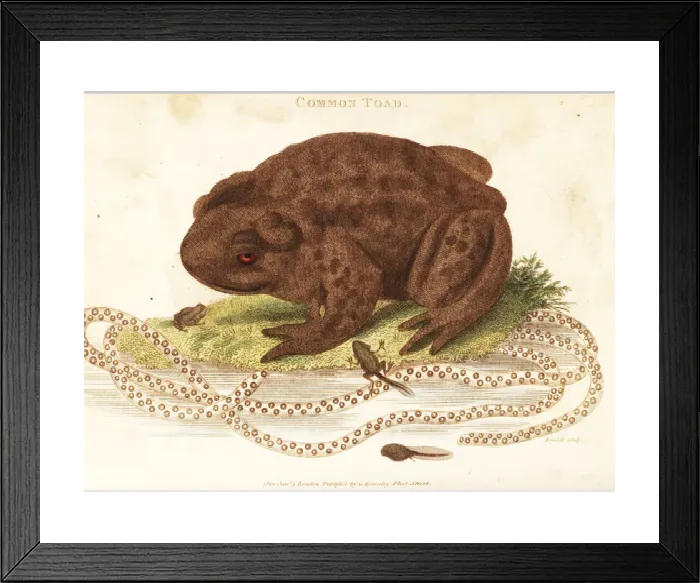 Framed Print : Toad Spawn and Tadpoles Handcoloured Print 1801 Framed Print : Toad Spawn and Tadpoles Handcoloured Print 1801