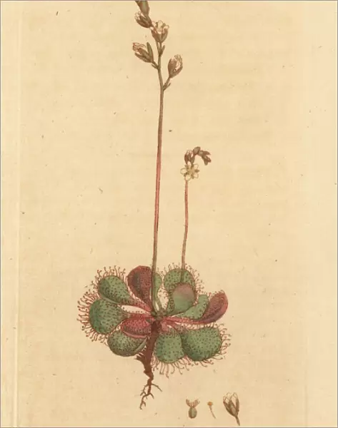 English or long-leaved sundew, Drosera anglica