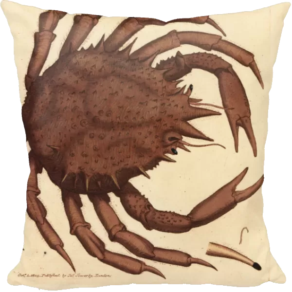 Norway king crab or northern stone crab, Lithodes maja