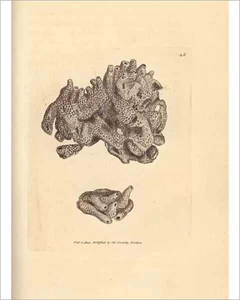 Breadcrumb sponge, Halichondria panicea