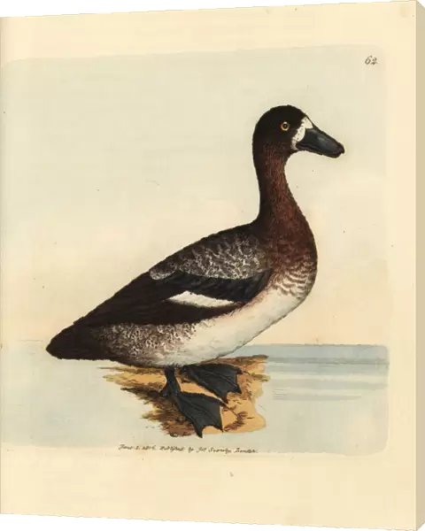 Greater scaup duck, Aythya marila, female