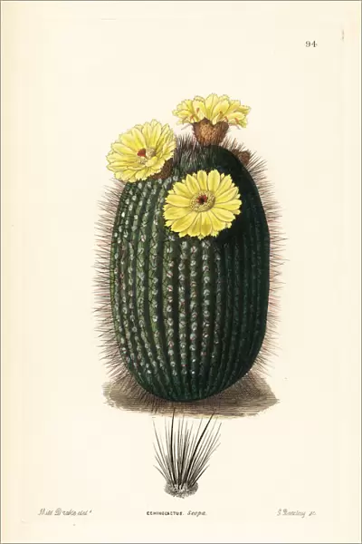 Silver ball cactus, Parodia scopa